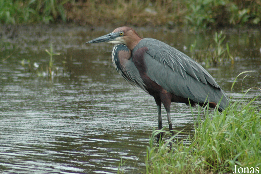 Ardea goliath