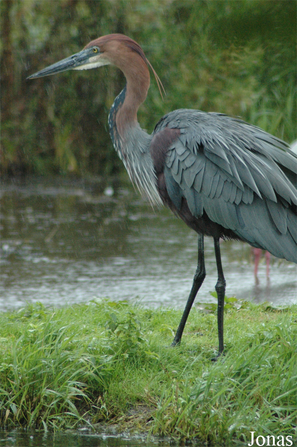 Ardea goliath