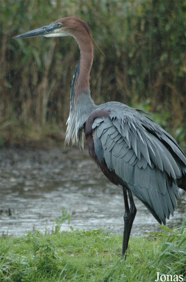 Ardea goliath