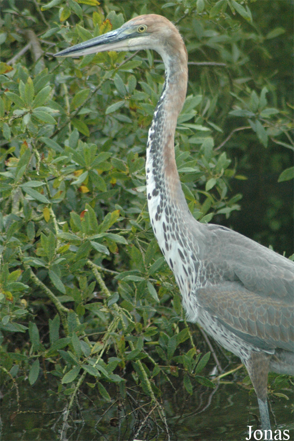 Ardea goliath