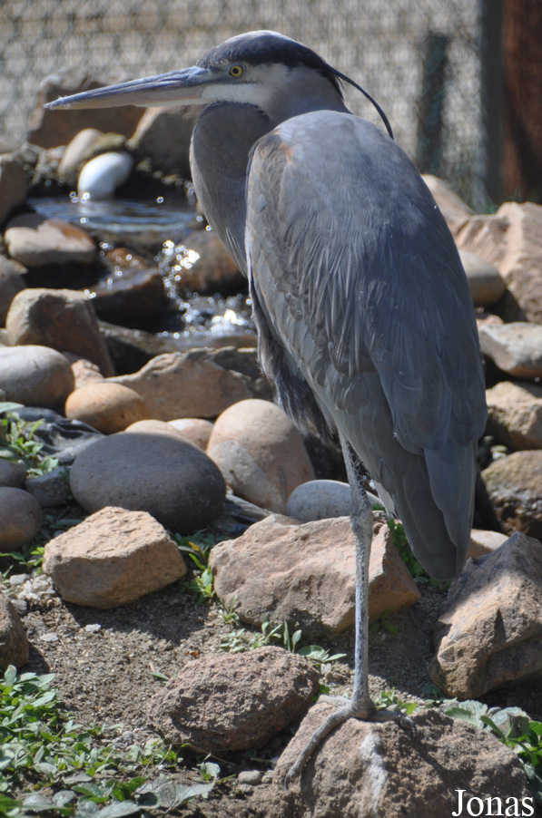 Ardea herodias