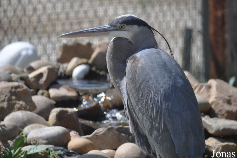 Ardea herodias