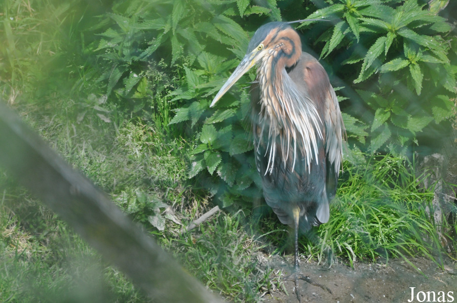 Ardea purpurea