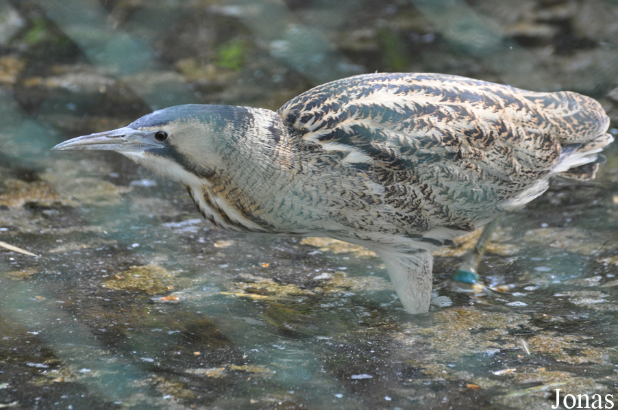 Botaurus stellaris