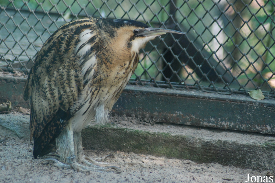 Botaurus stellaris