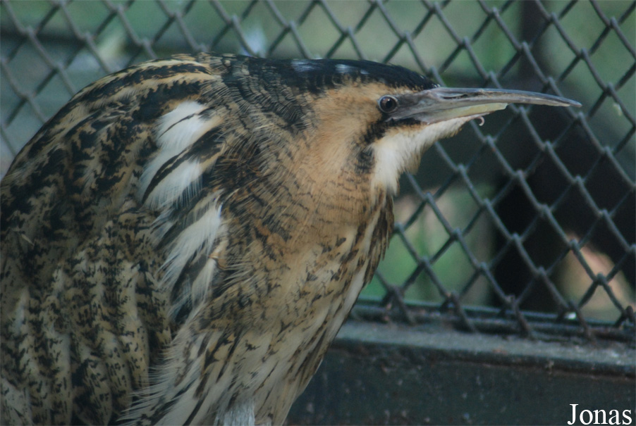 Botaurus stellaris
