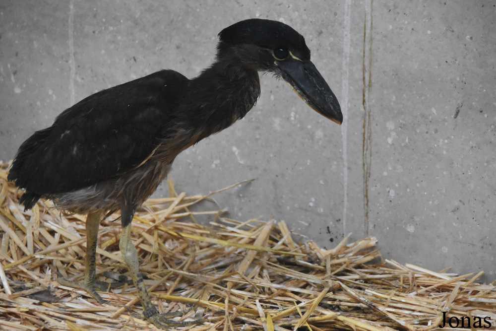 Cochlearius cochlearius / Collection privée