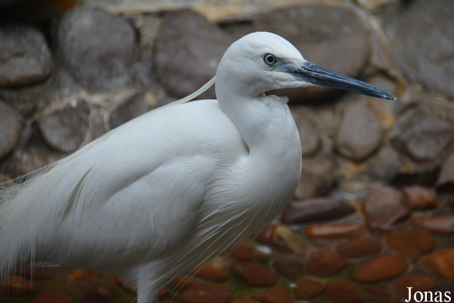 Egretta garzetta