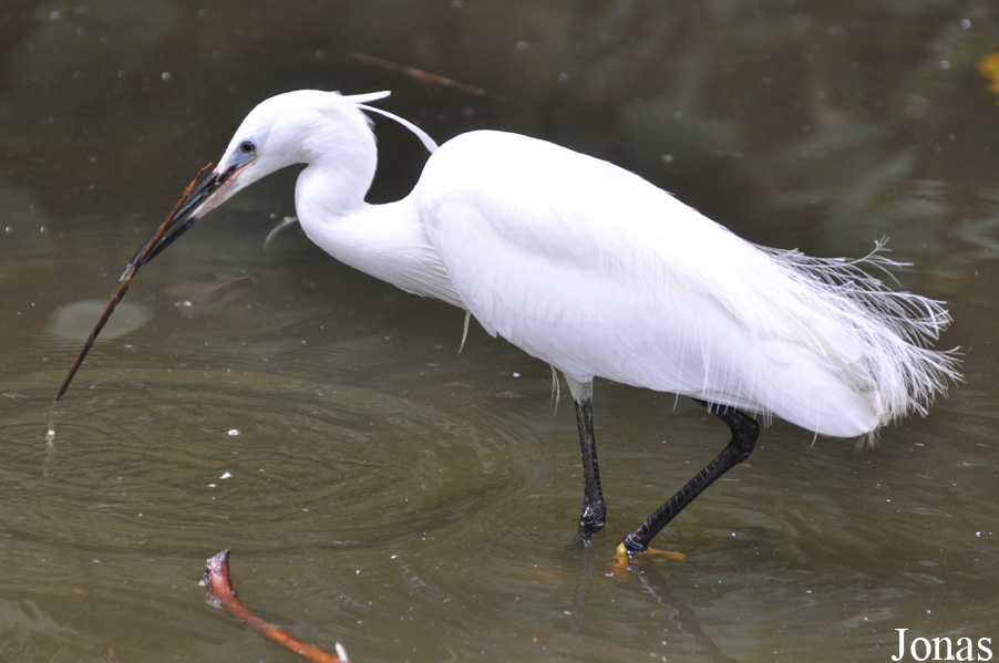 Egretta garzetta
