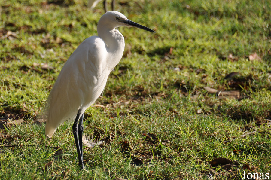 Egretta garzetta