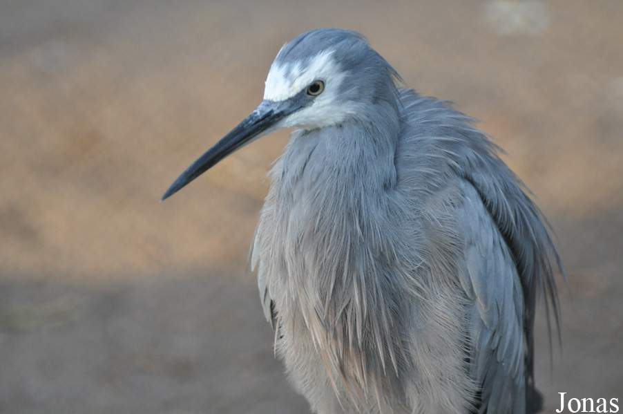 Egretta novaehollandiae