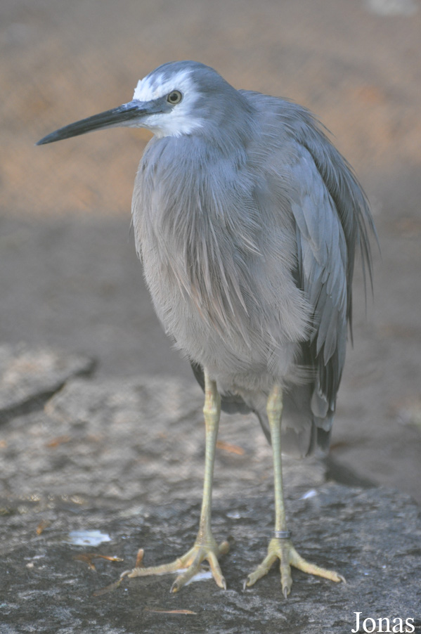 Egretta novaehollandiae