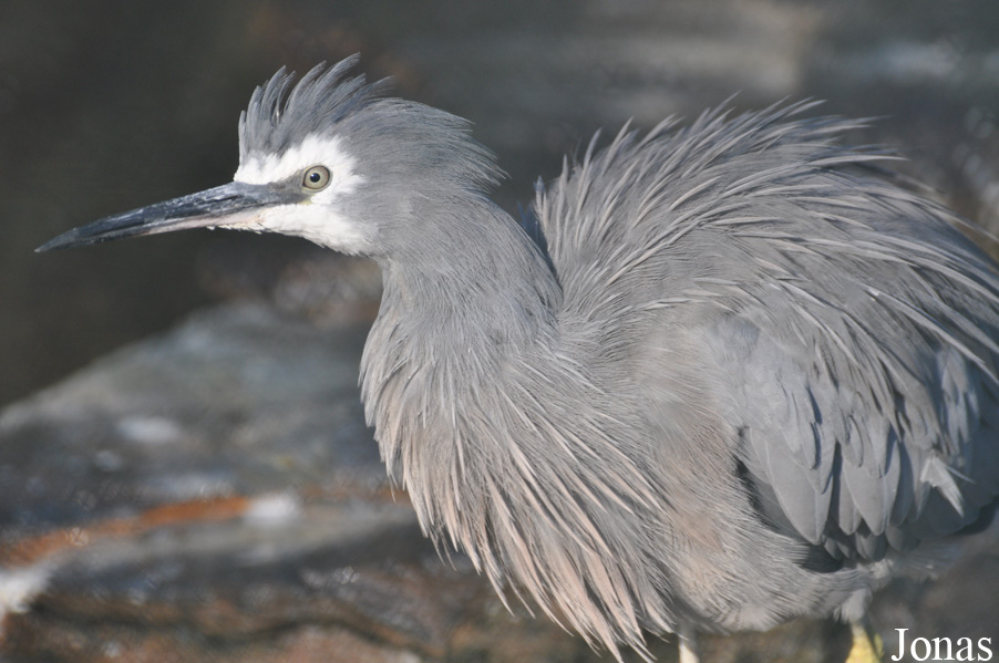 Egretta novaehollandiae