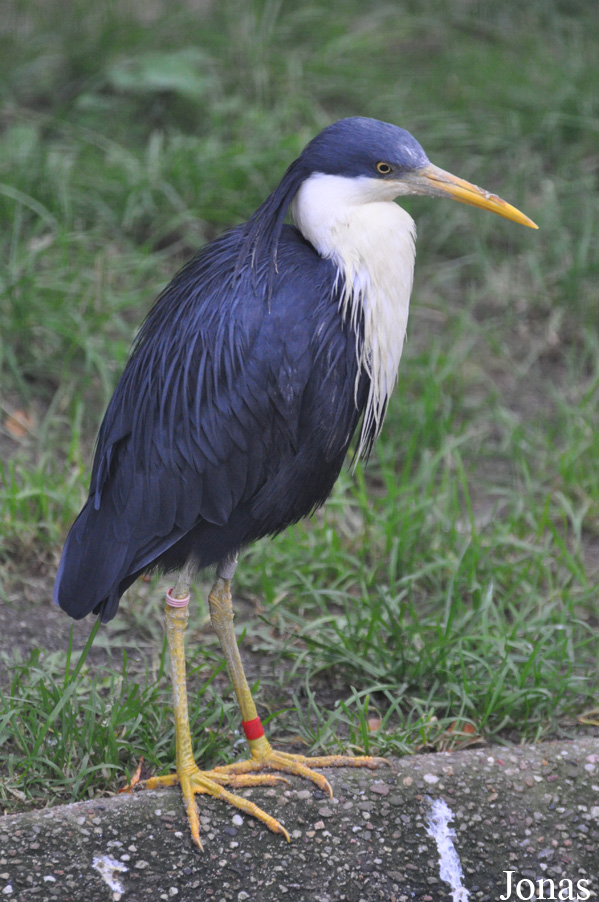 Egretta picata