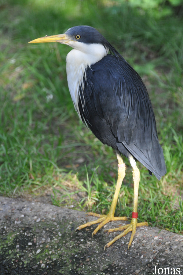 Egretta picata