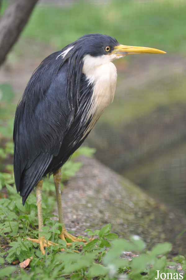 Egretta picata