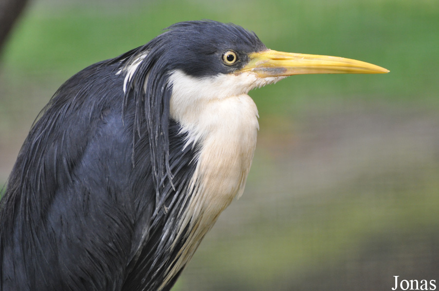 Egretta picata