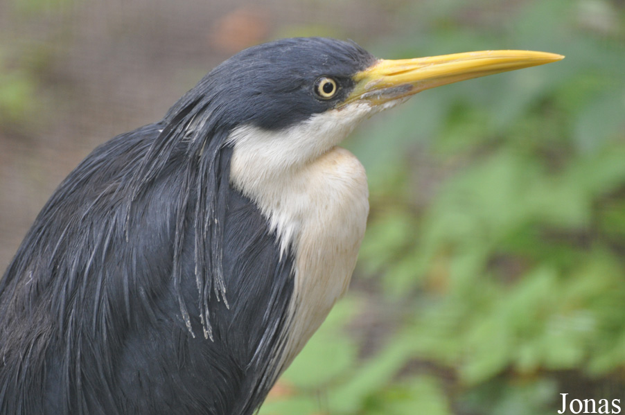 Egretta picata