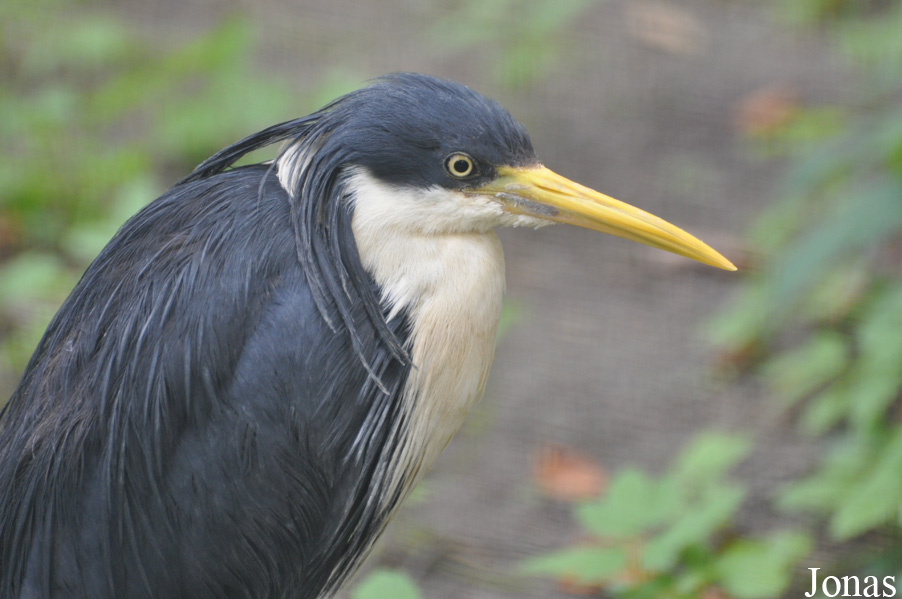 Egretta picata