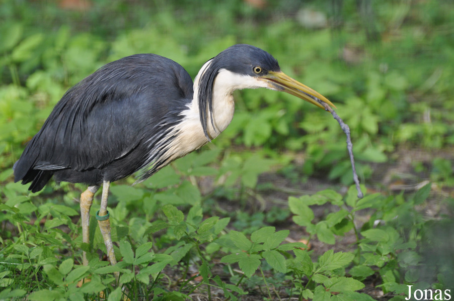 Egretta picata