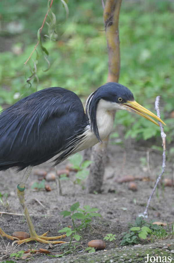 Egretta picata