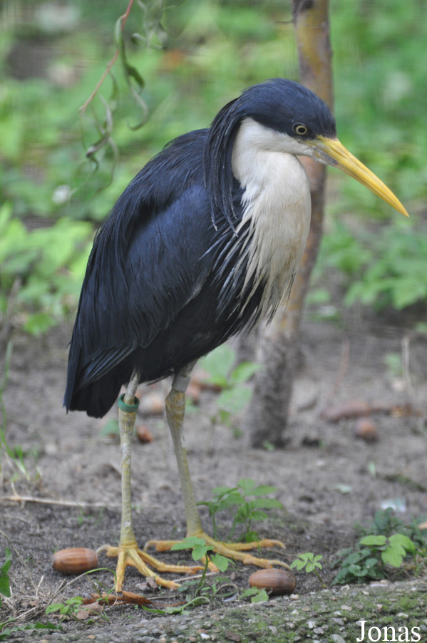 Egretta picata