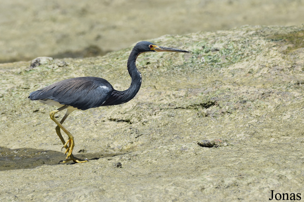 Egretta tricolor tricolor / Plage de Kourou