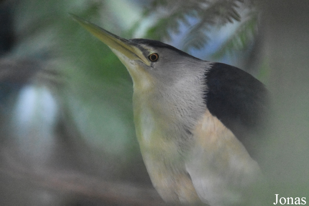Ixobrychus minutus