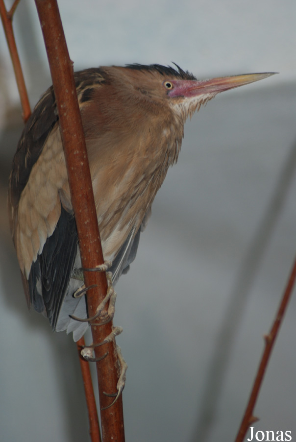 Ixobrychus minutus