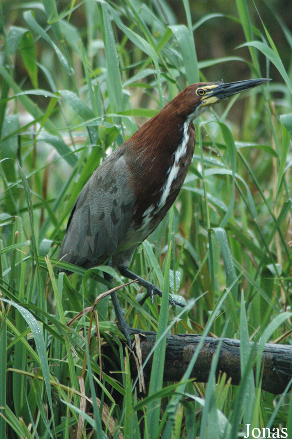 Tigrisoma lineatum