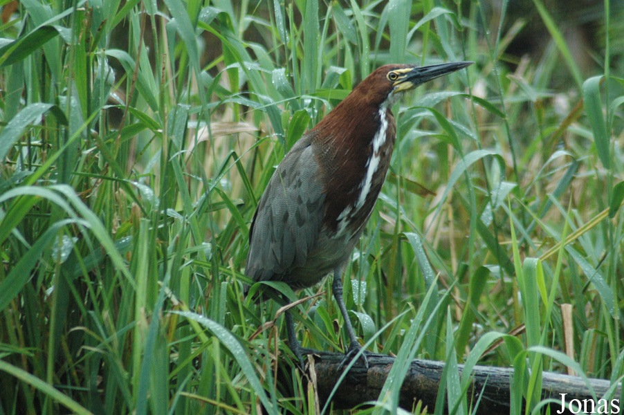 Tigrisoma lineatum