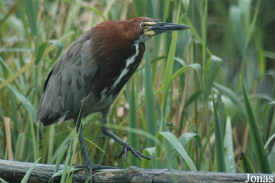Tigrisoma lineatum