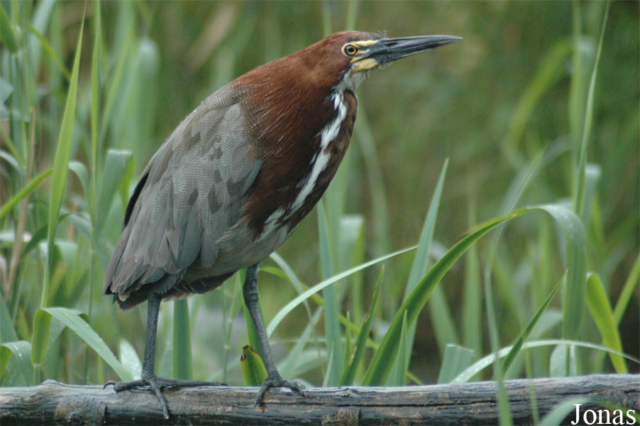 Tigrisoma lineatum