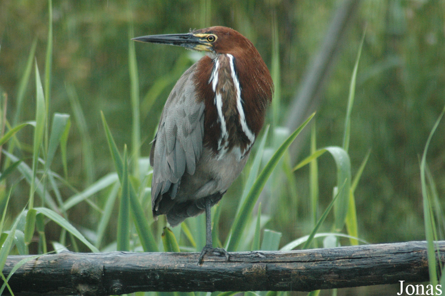 Tigrisoma lineatum