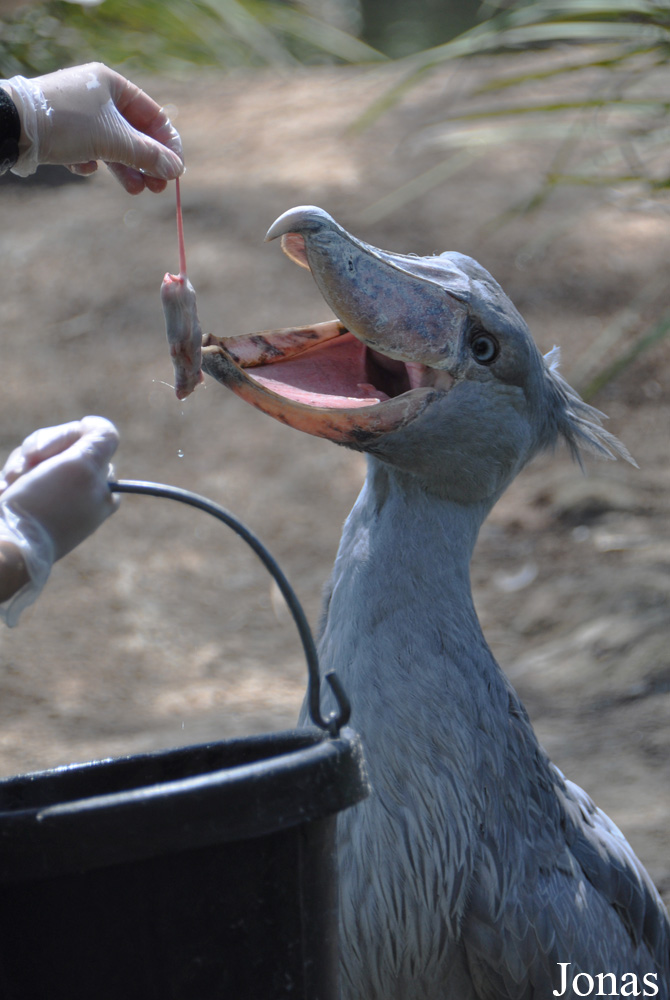 Balaeniceps rex