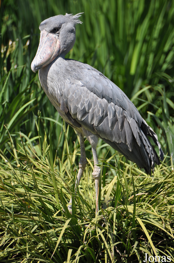 Balaeniceps rex