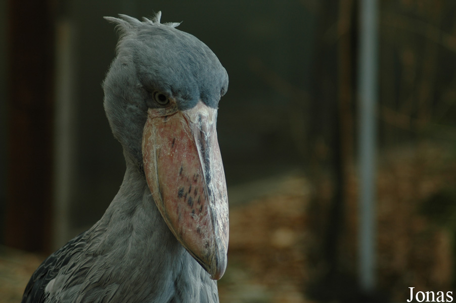 Balaeniceps rex