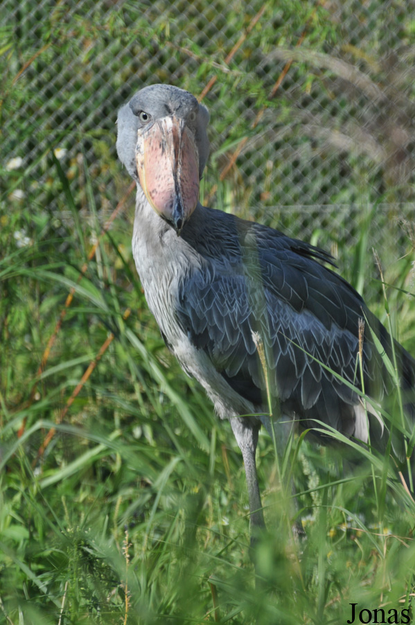 Balaeniceps rex