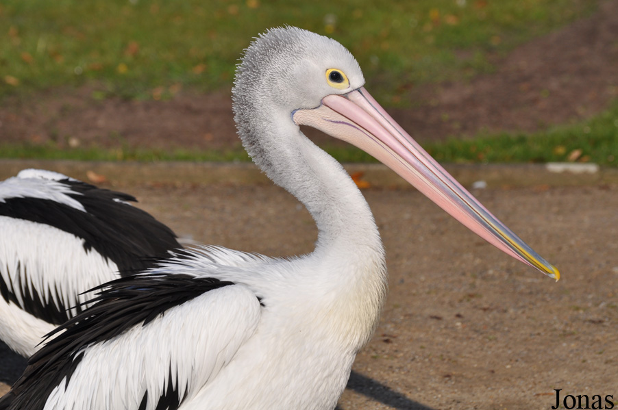 Pelecanus conspicillatus