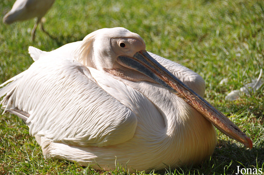 Pelecanus onocrotalus
