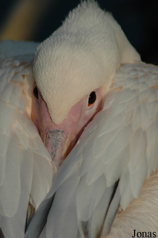 Pelecanus onocrotalus