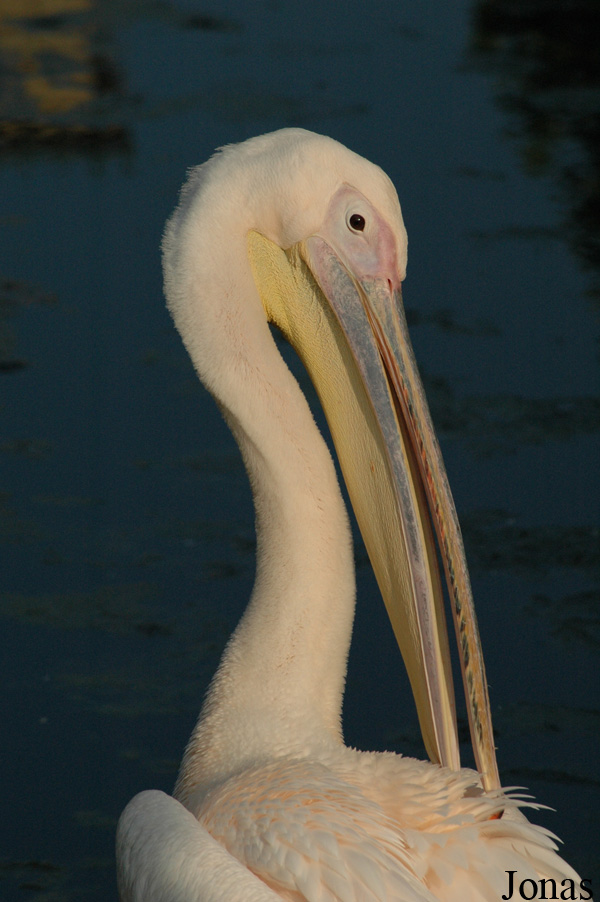 Pelecanus onocrotalus