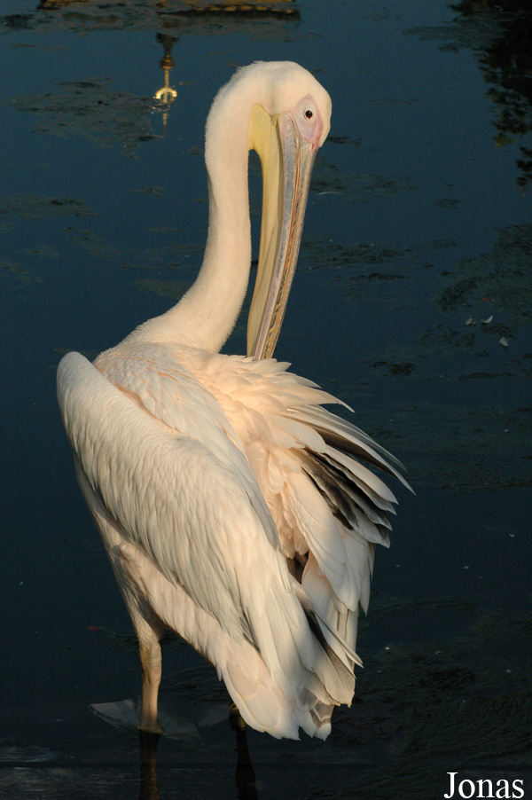 Pelecanus onocrotalus