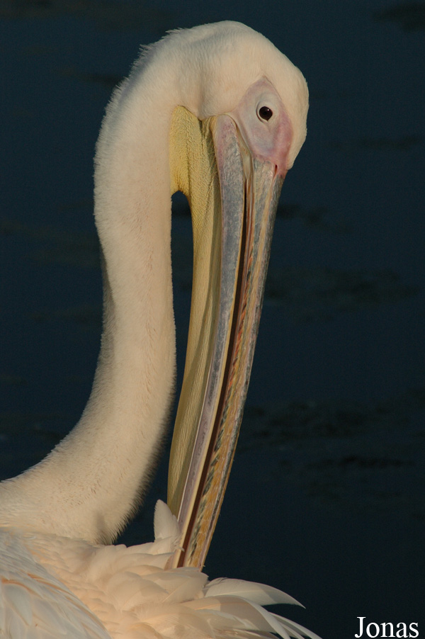 Pelecanus onocrotalus