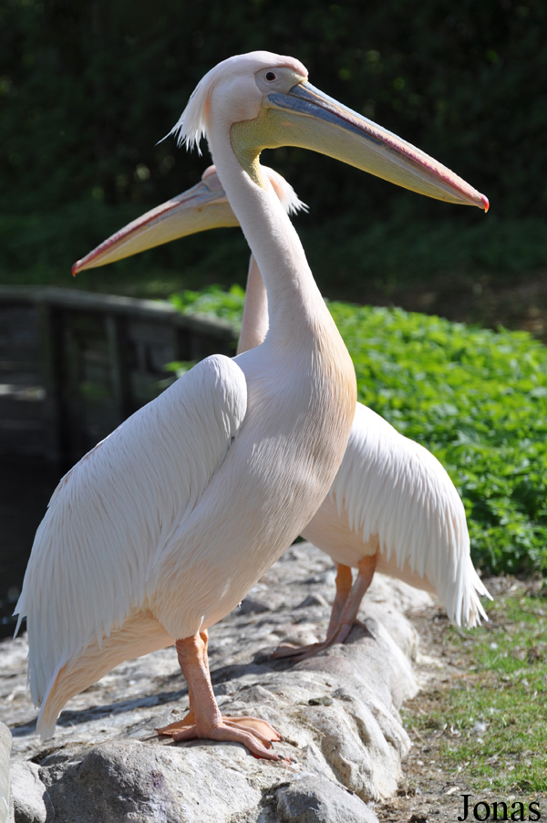 Pelecanus onocrotalus