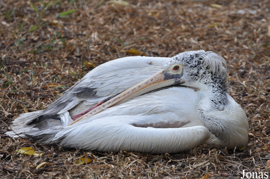 Pelecanus philippensis