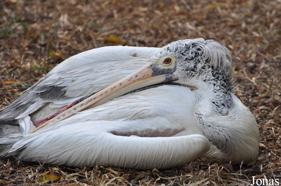 Pelecanus philippensis