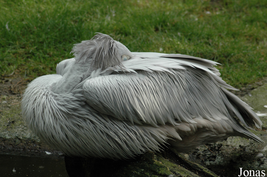 Pelecanus rufescens