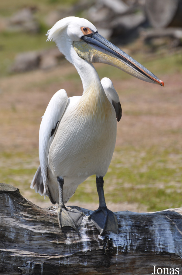 Pelecanus rufescens