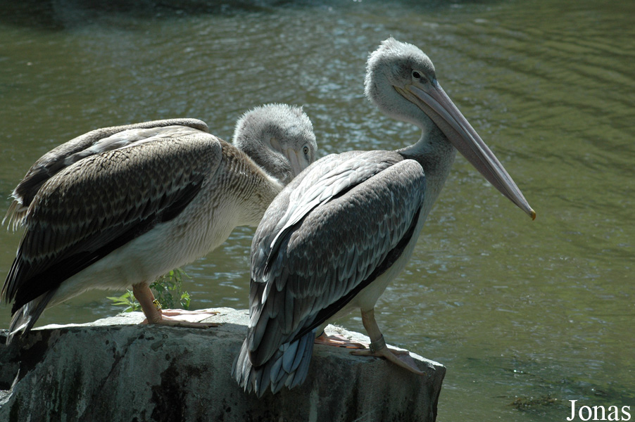 Pelecanus rufescens